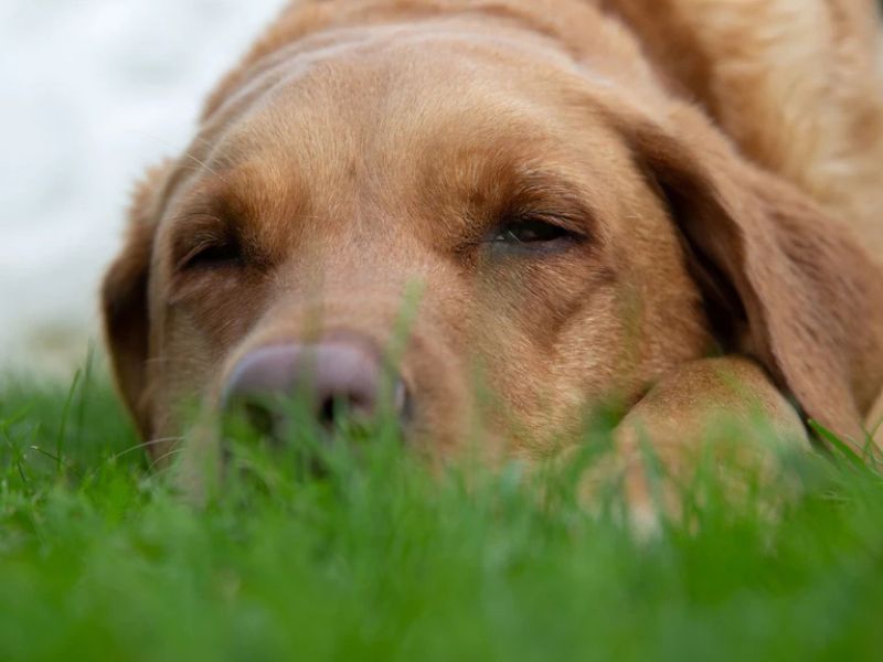 Pet Turf Installation in Tampa Bay, FL
