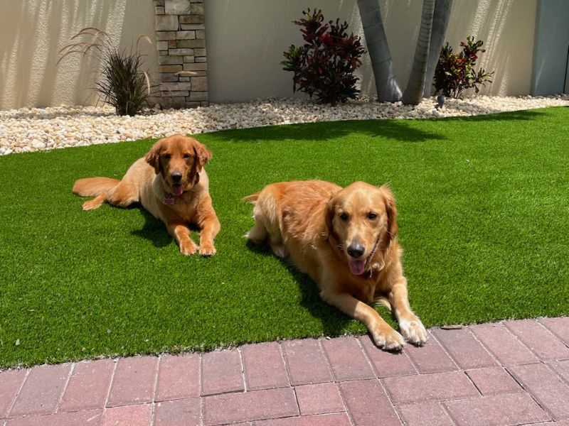 Pet Turf Installation in Tampa Bay, FL