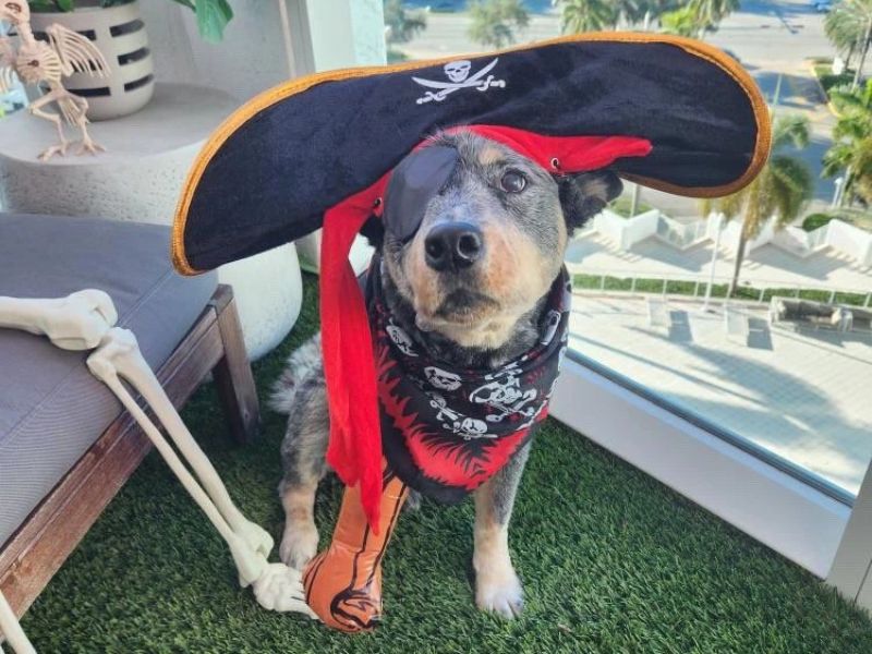 Pet Turf Installation in Tampa Bay, FL